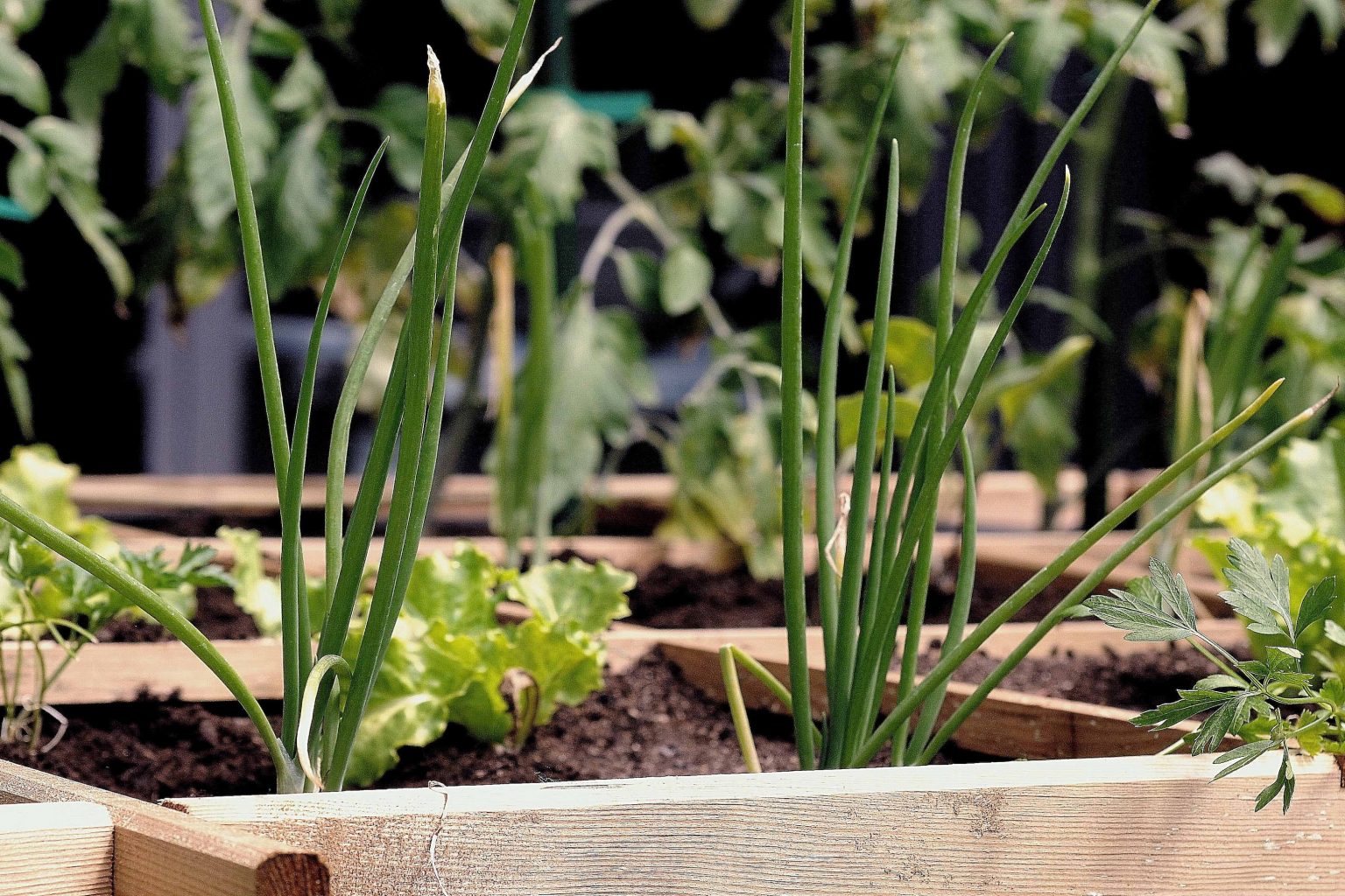 Close up view of vegetables growing in a raised garden bed